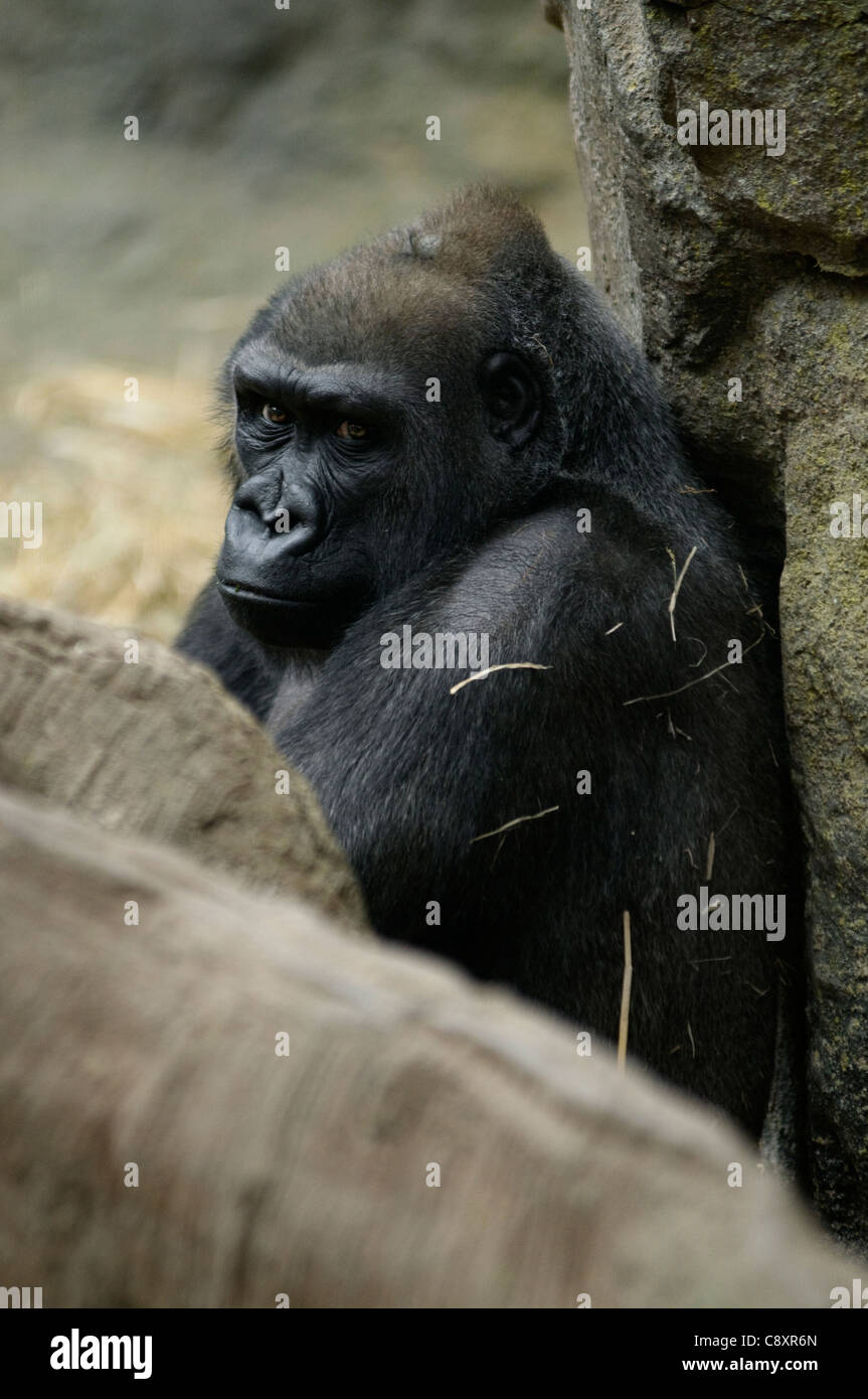 Un gorilla appoggiato contro una parete di roccia Foto Stock