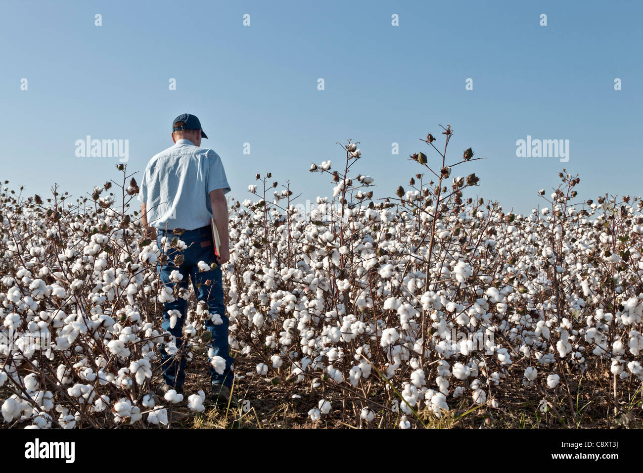 Agricoltore ispezione campo di cotone Foto Stock