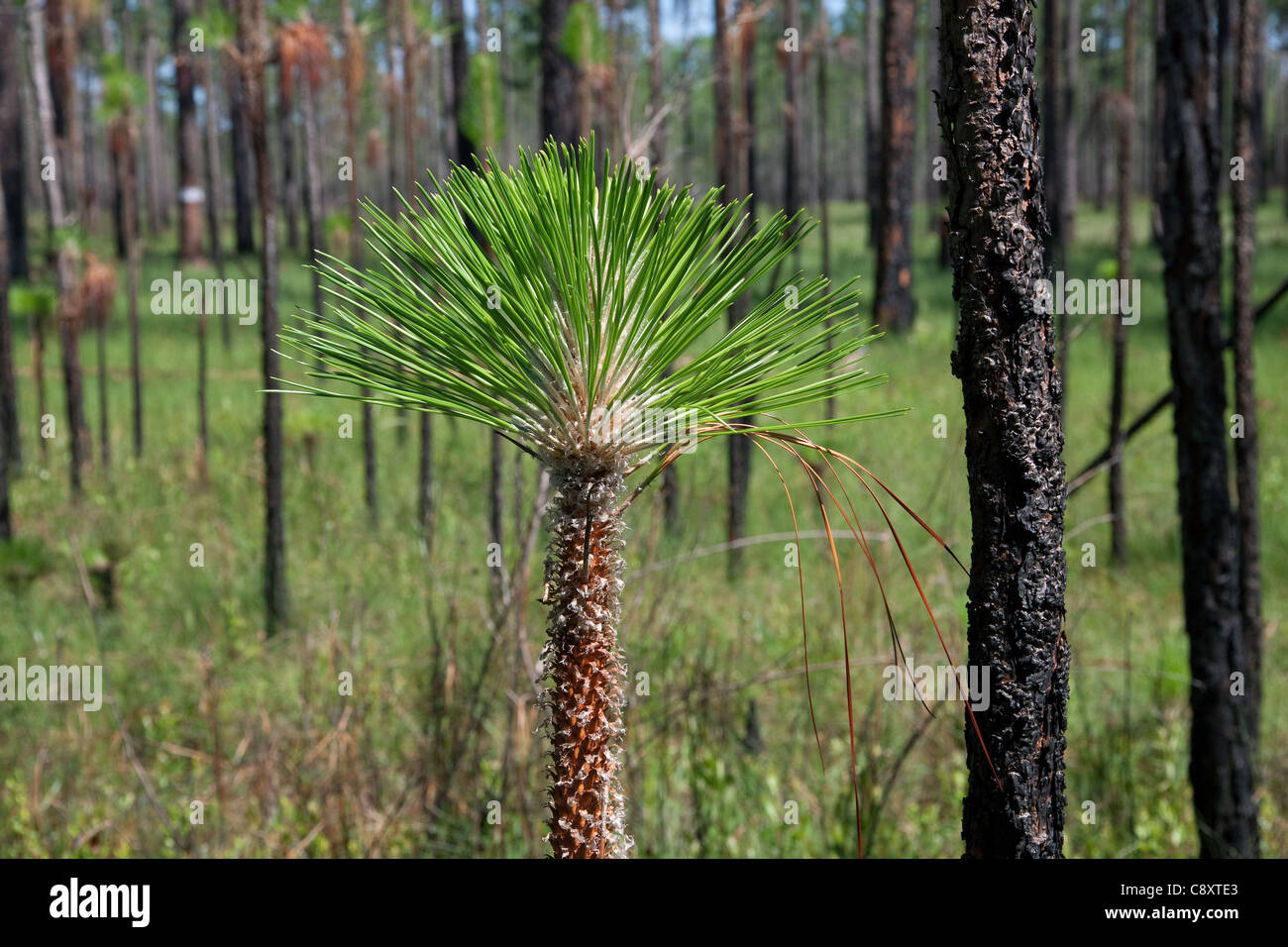 Suggerimento di giovani Longleaf Pino o alberello Pinus palustris Florida USA Foto Stock