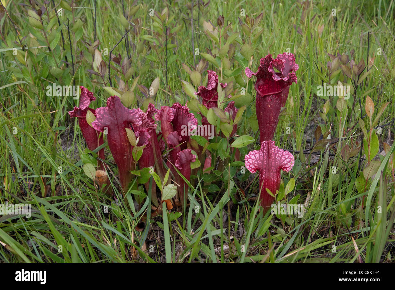 Carnivori di pianta brocca Sarracenia x Mitchelliana (S. leucophylla x S. rosea ), un ibrido naturale, Alabama USA Foto Stock