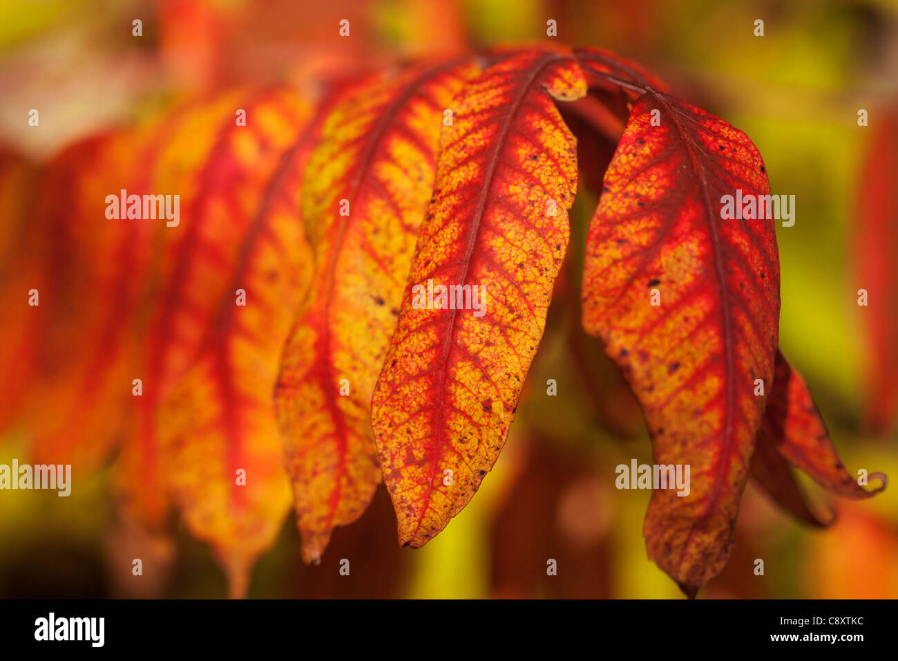 Vista ravvicinata del Giallo / Rosso sommaco le foglie in autunno, il fuoco selettivo. Foto Stock