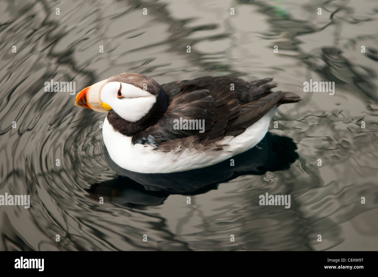 Cornuto Puffin (Fratercula corniculata), il Parco nazionale di Kenai Fjords, Seward, Alaska Foto Stock