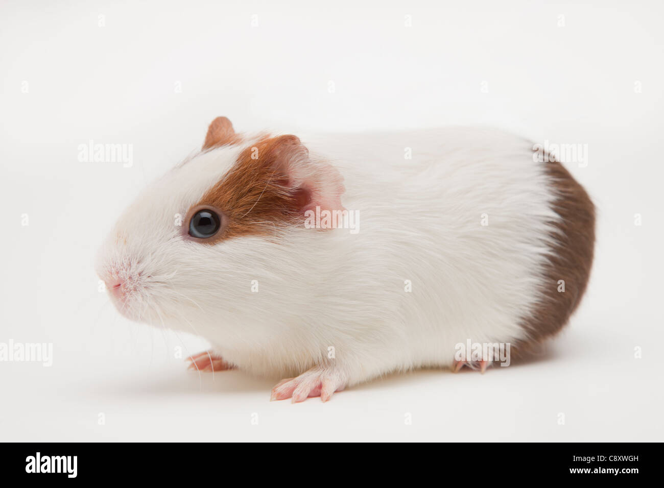 Close-up di cavia, studio shot Foto Stock