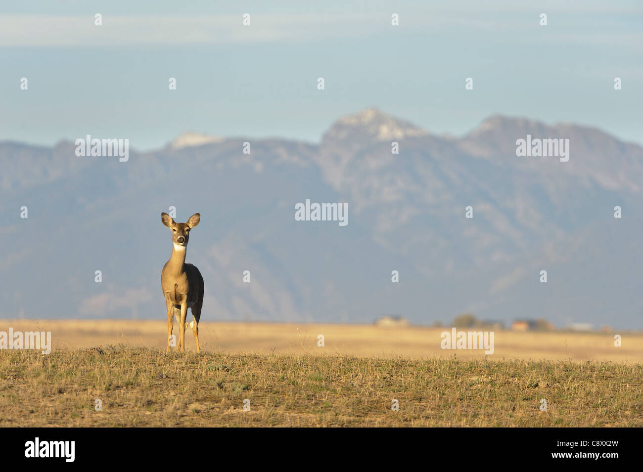 White-tailed deer doe - Odocoileus virginianus - national bison range, montana Foto Stock