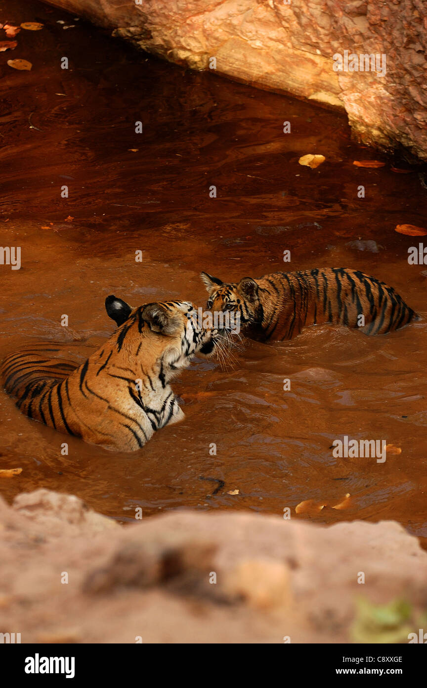 Una tigre e cub in una piscina di acqua Foto Stock