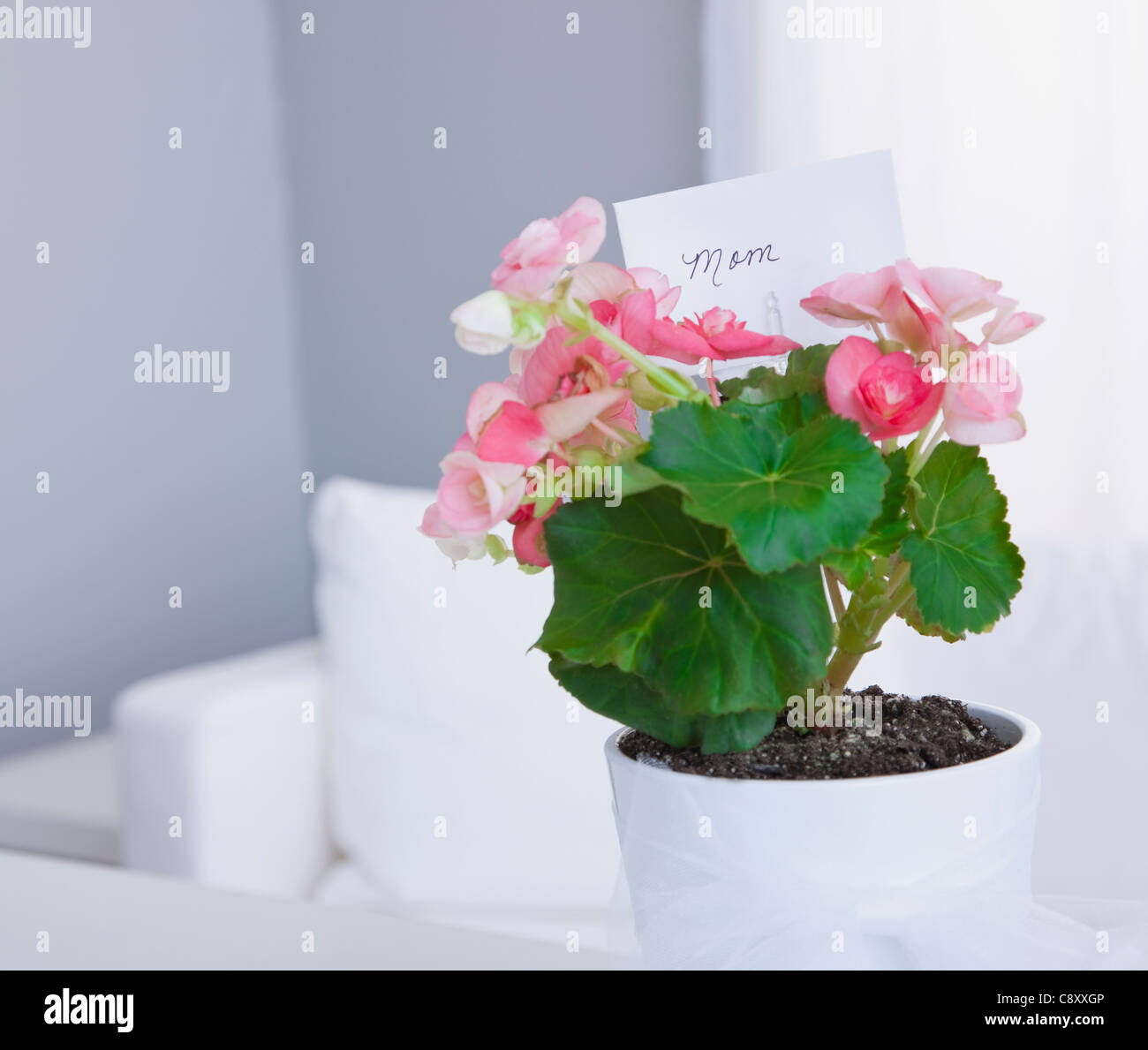 Stati Uniti d'America, Illinois, Metamora, pianta in vaso con tag regalo Foto Stock