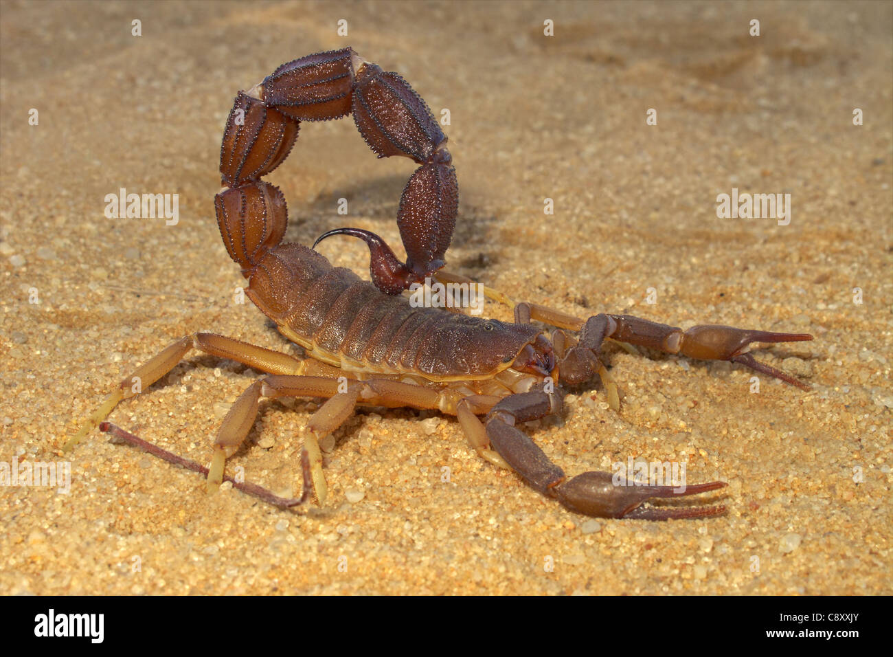 Un cougar (Puma concolor) noto anche come un puma, mountain lion o panther in appoggio sul terreno Foto Stock