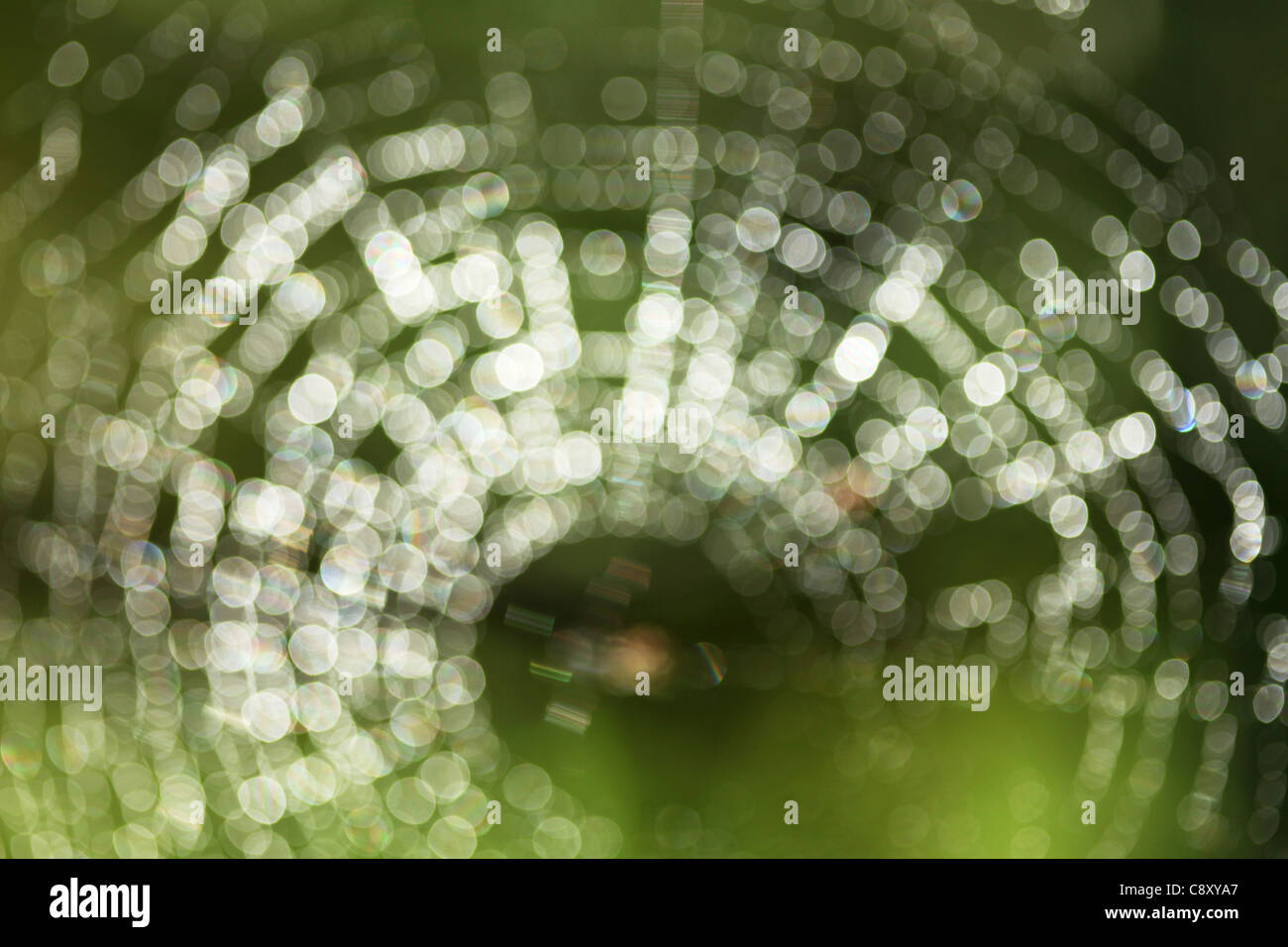 Sfocato spider web. Foto Stock