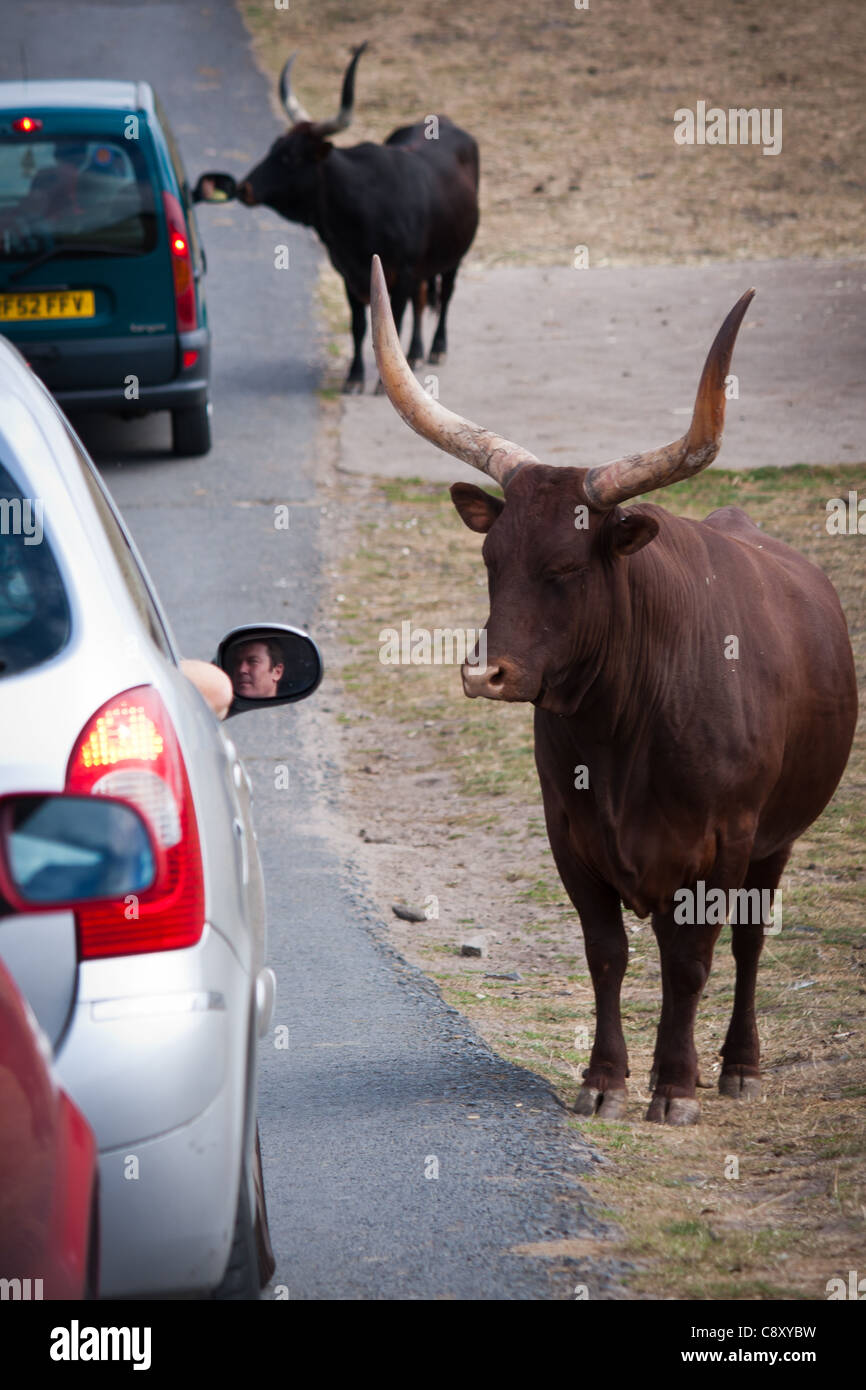 Buffalo animali da zoo a un parco safari che vengono accolti dal pubblico in generale, le persone in auto alimentazione e accarezzare i mammiferi. Foto Stock