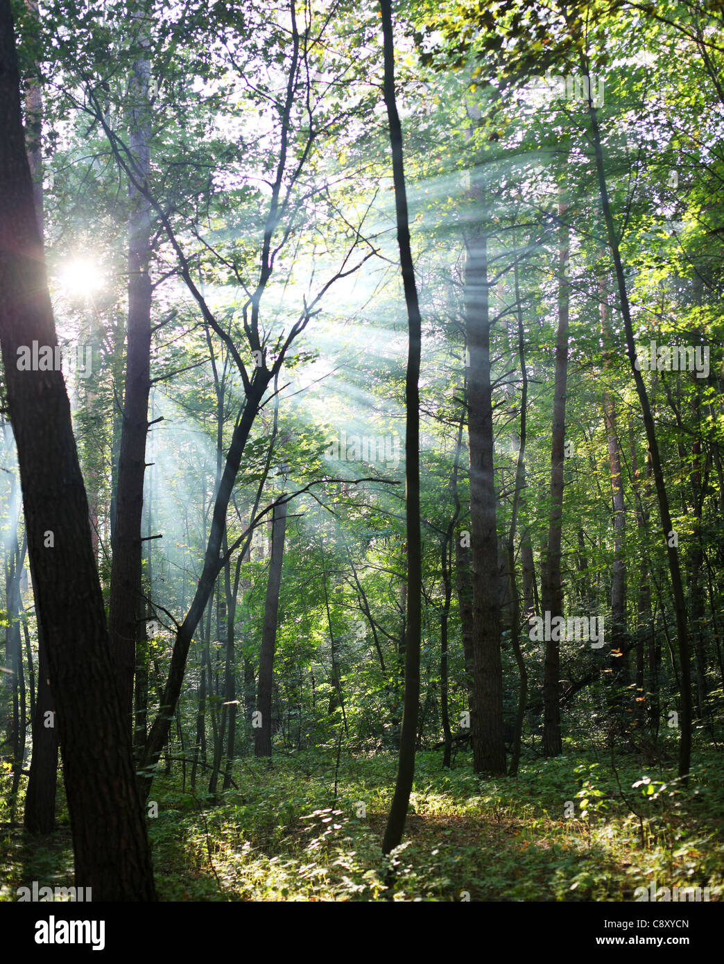I raggi di sole che splende attraverso gli alberi della foresta. Foto Stock