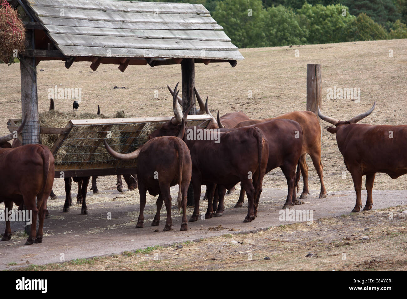 Buffalo animali da zoo a un parco safari. Foto Stock