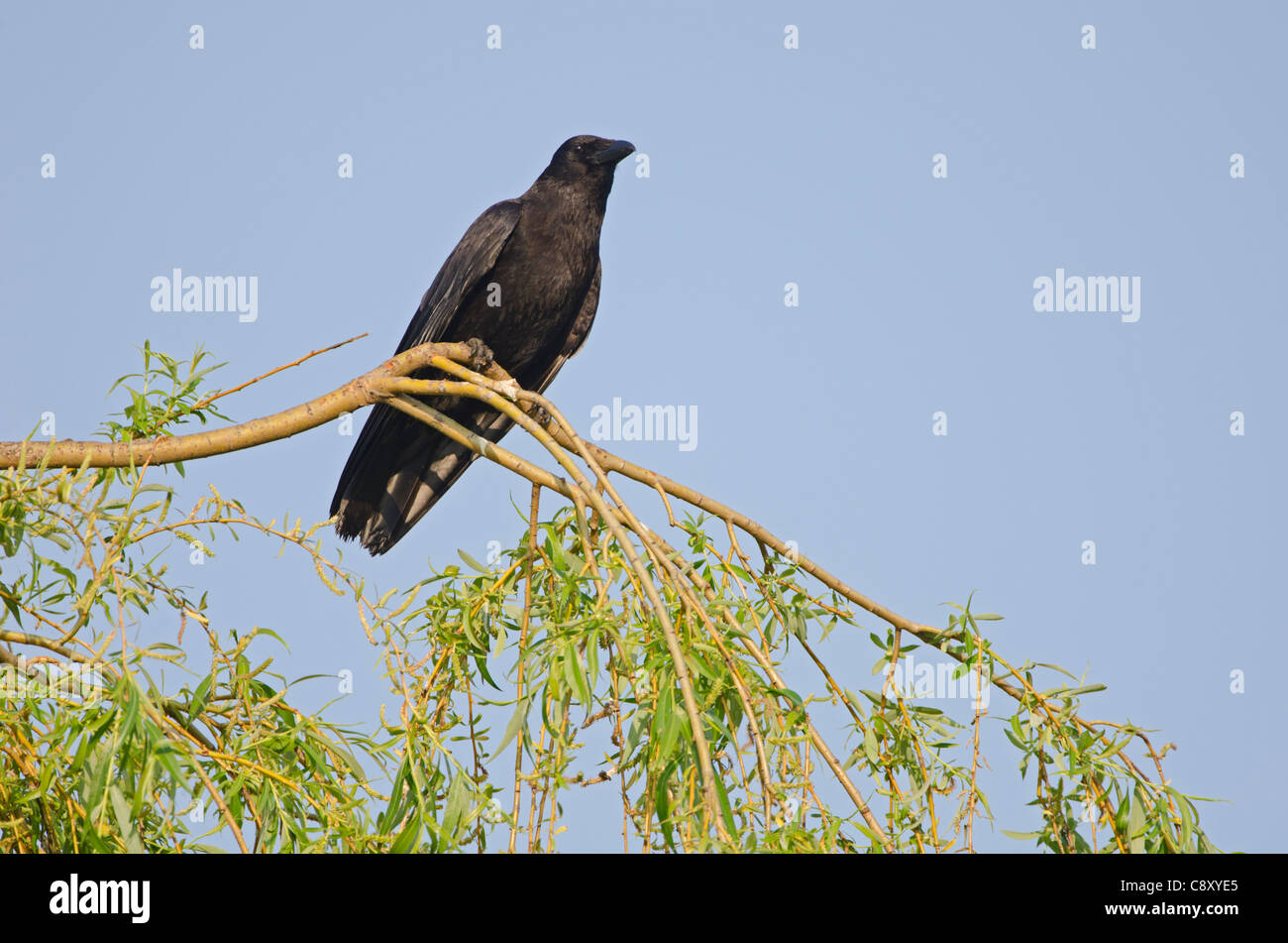 Carrion Crow Corvus corone Kent molla Foto Stock