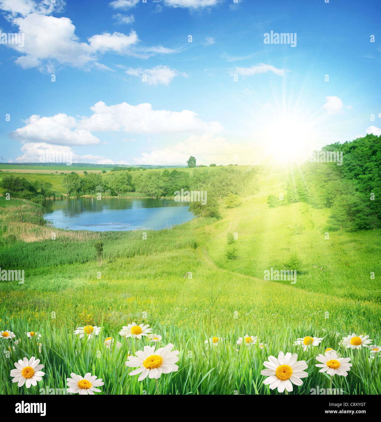 Paesaggio estivo con un lago. In primo piano - camomilla. Cielo con un sole splendente e nuvole. Foto Stock