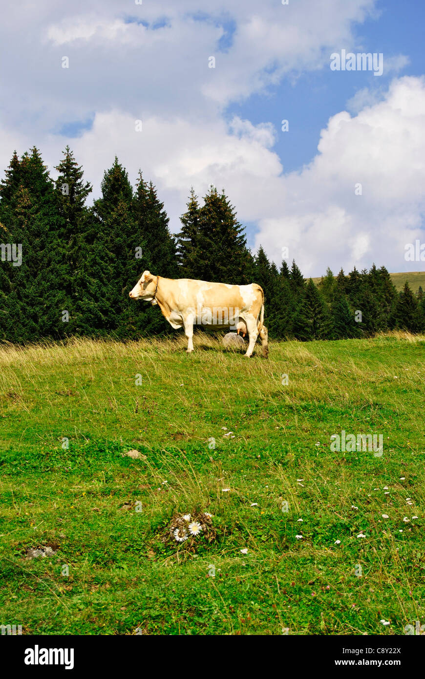 Vacche su un alpeggio Foto Stock