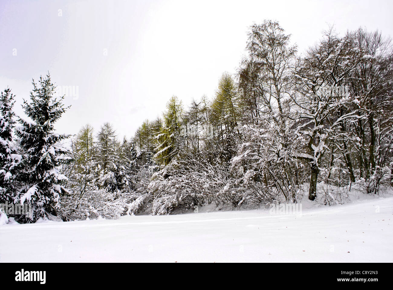 Inverno alberi nelle montagne coperte di neve fresca, in Trentino. Italia Foto Stock