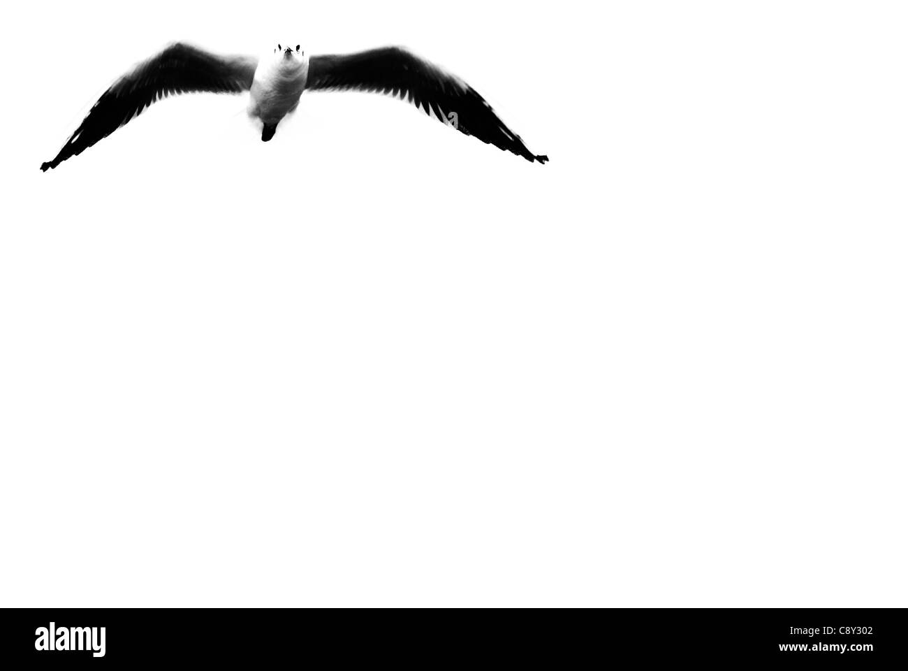 Flying seagull sul cielo blu Foto Stock