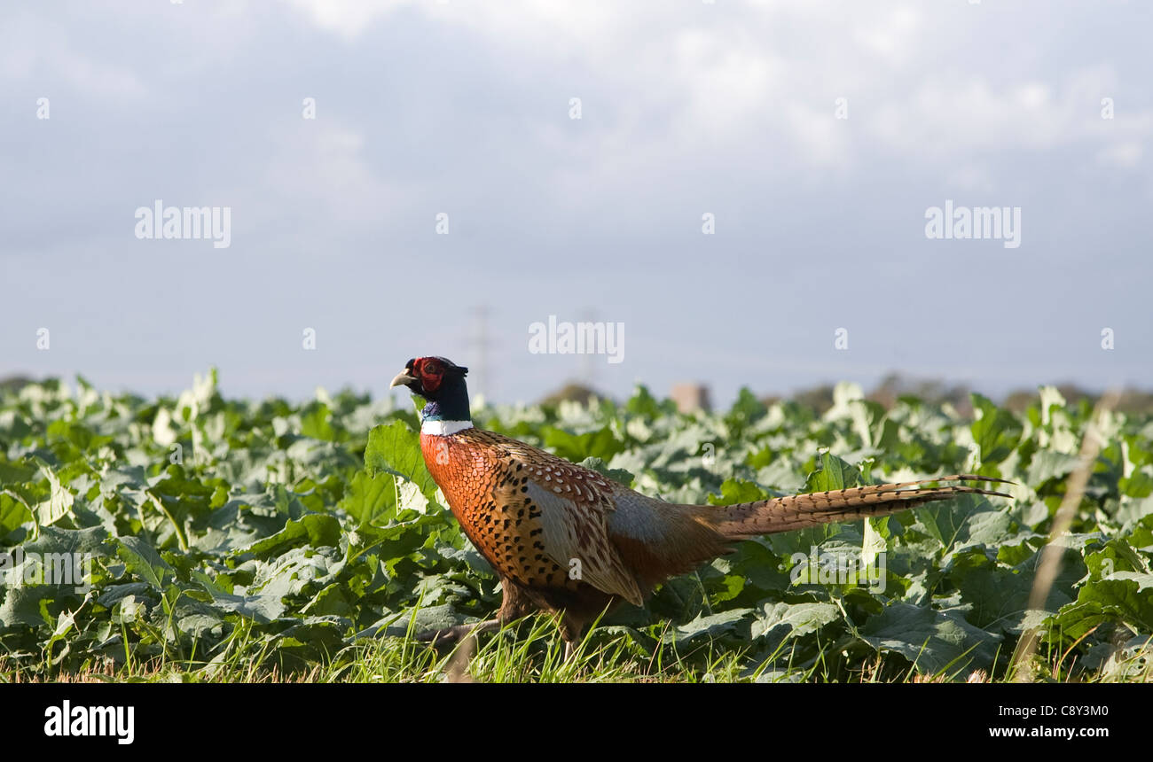 Fagiano maschio in barbabietole da zucchero campo visto dal lato Foto Stock