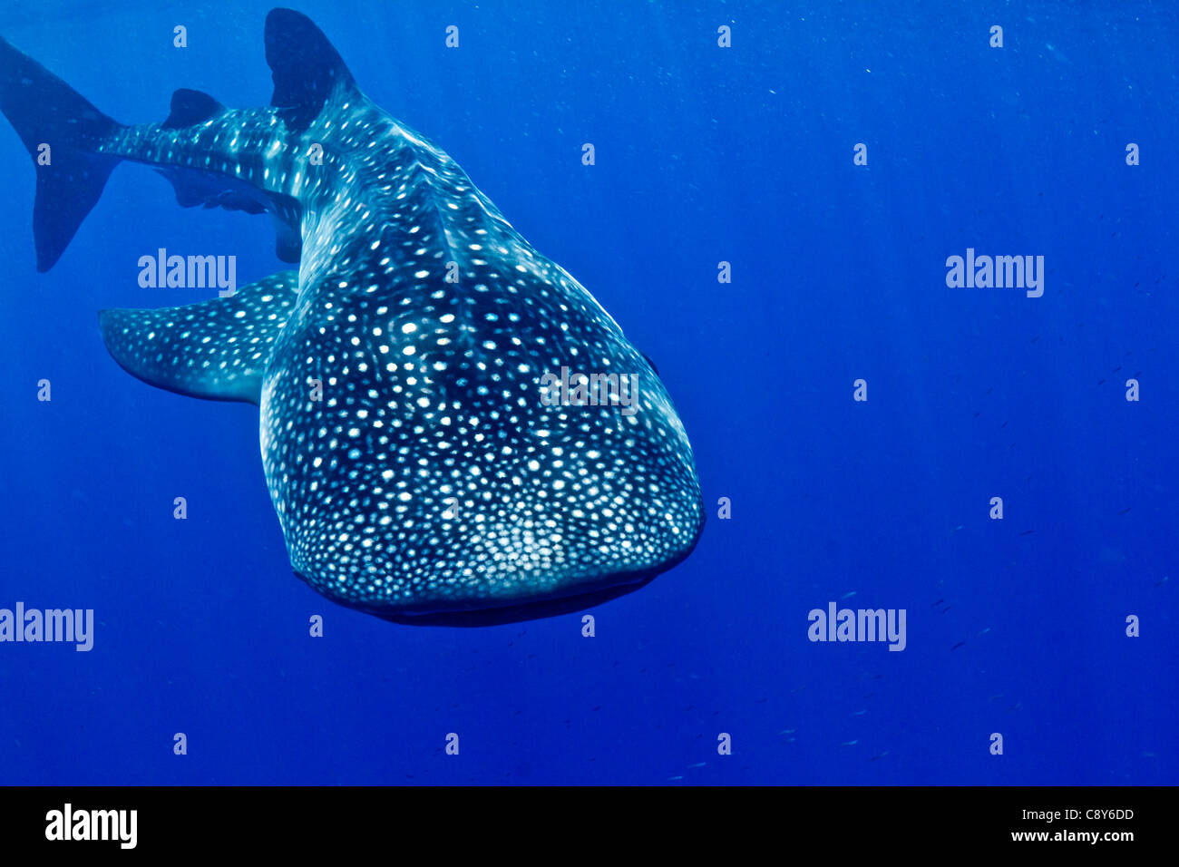 Un enorme squalo balena gira la telecamera nelle profonde acque chiare di Honduras. Foto Stock