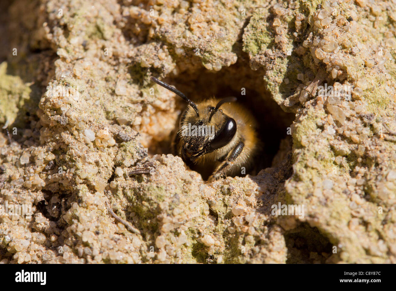 Mining bee (Colletes hederae) emergenti dalla sua tana in una parete verticale di terra sabbiosa. Dorset, Regno Unito. Foto Stock