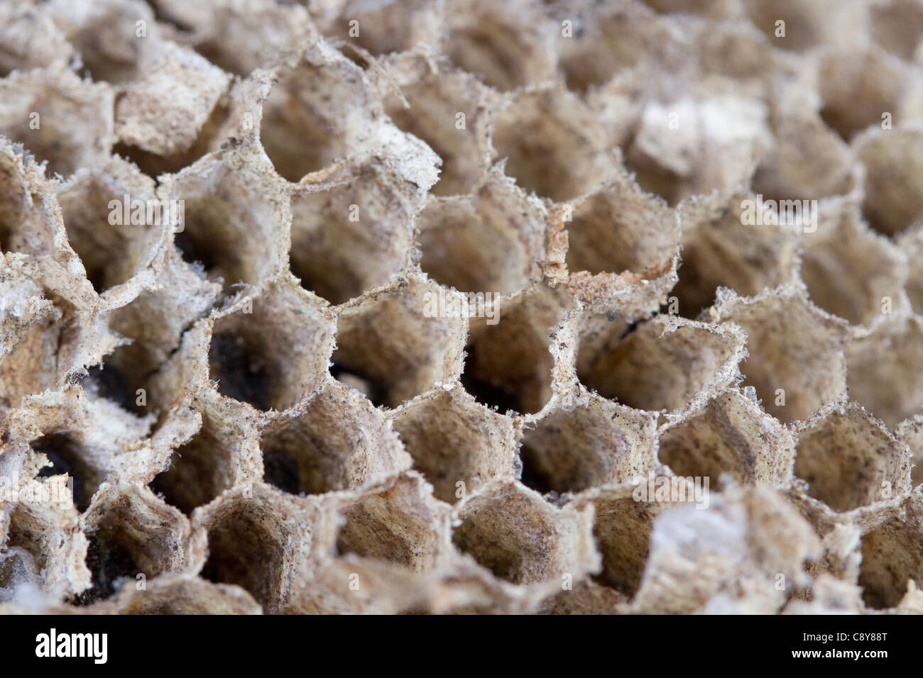 Frammento di shattered comune del Wasp Nest. Foto Stock