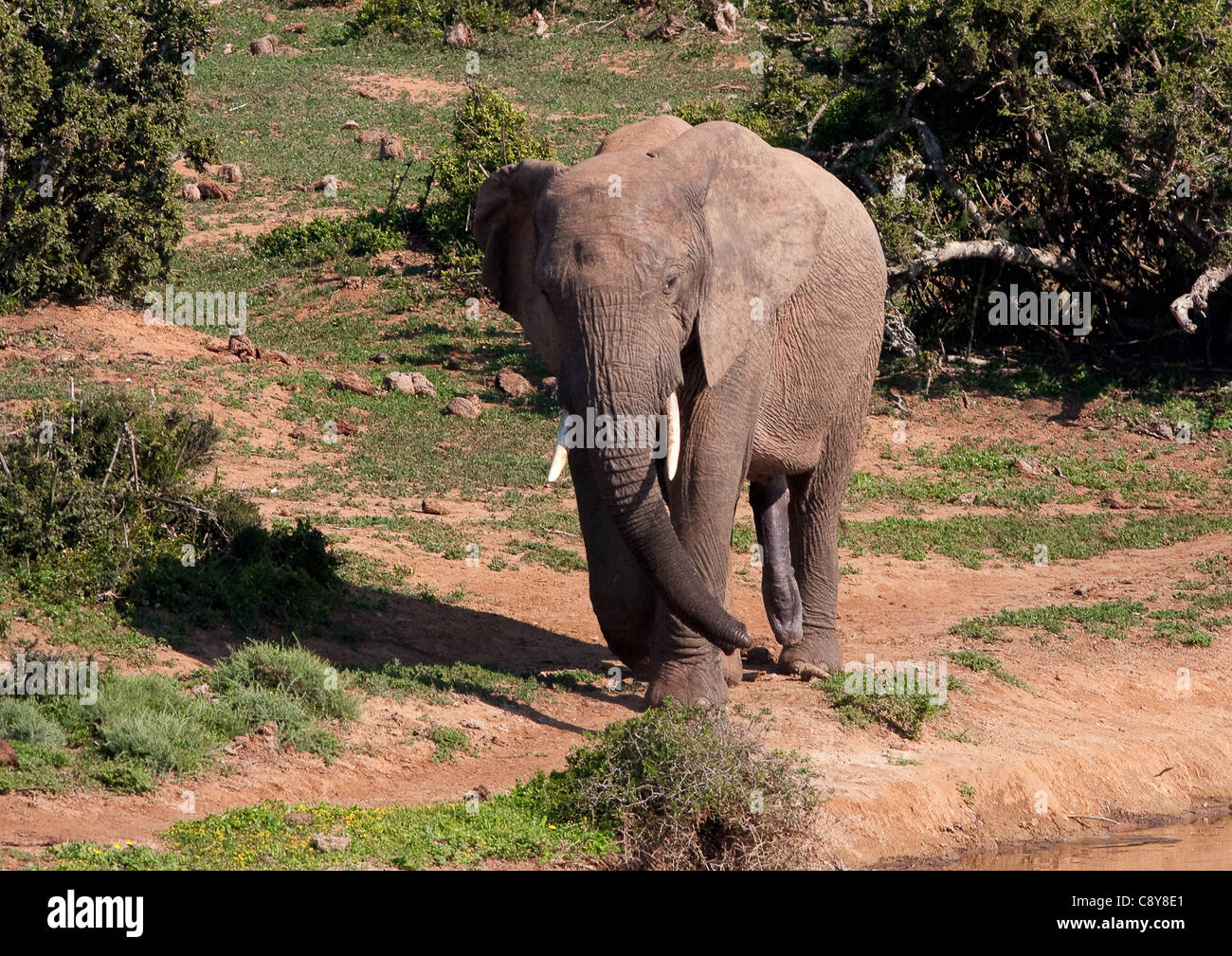 Bull africano Elefante al Parco Nazionale di Addo, Sud Africa Foto Stock