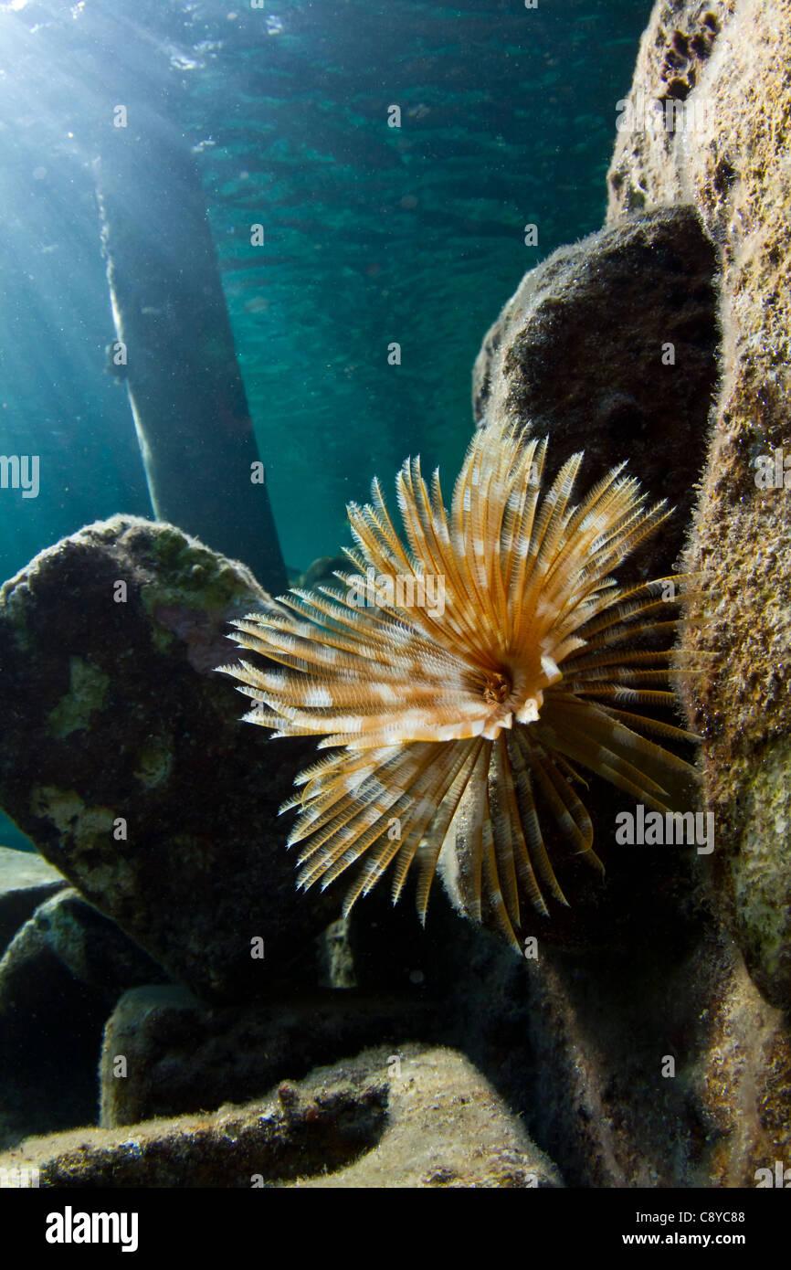 Un tubo worm nella shallow calde acque del Mar dei Caraibi Foto Stock