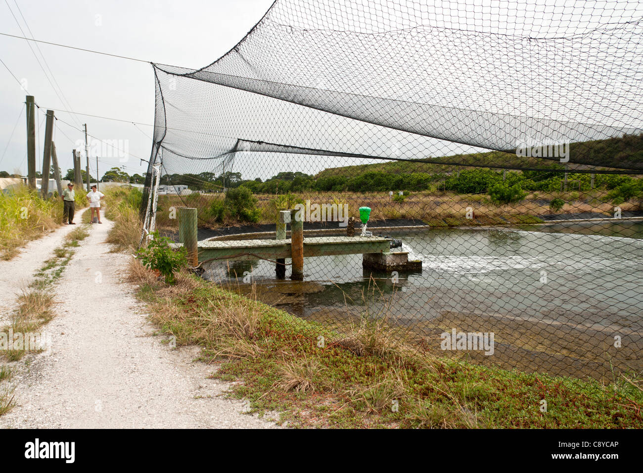 Acqua di sale Fish Hatchery "il pesce d' allevamento stagni, Porto lamantino, Florida Foto Stock