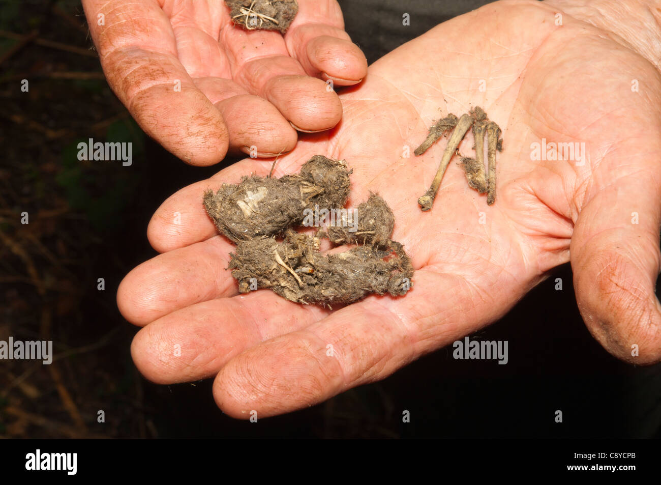 Un barbagianni pellet trovati in nestbox che mostra le ossa di un piccolo mammifero ha mangiato Foto Stock