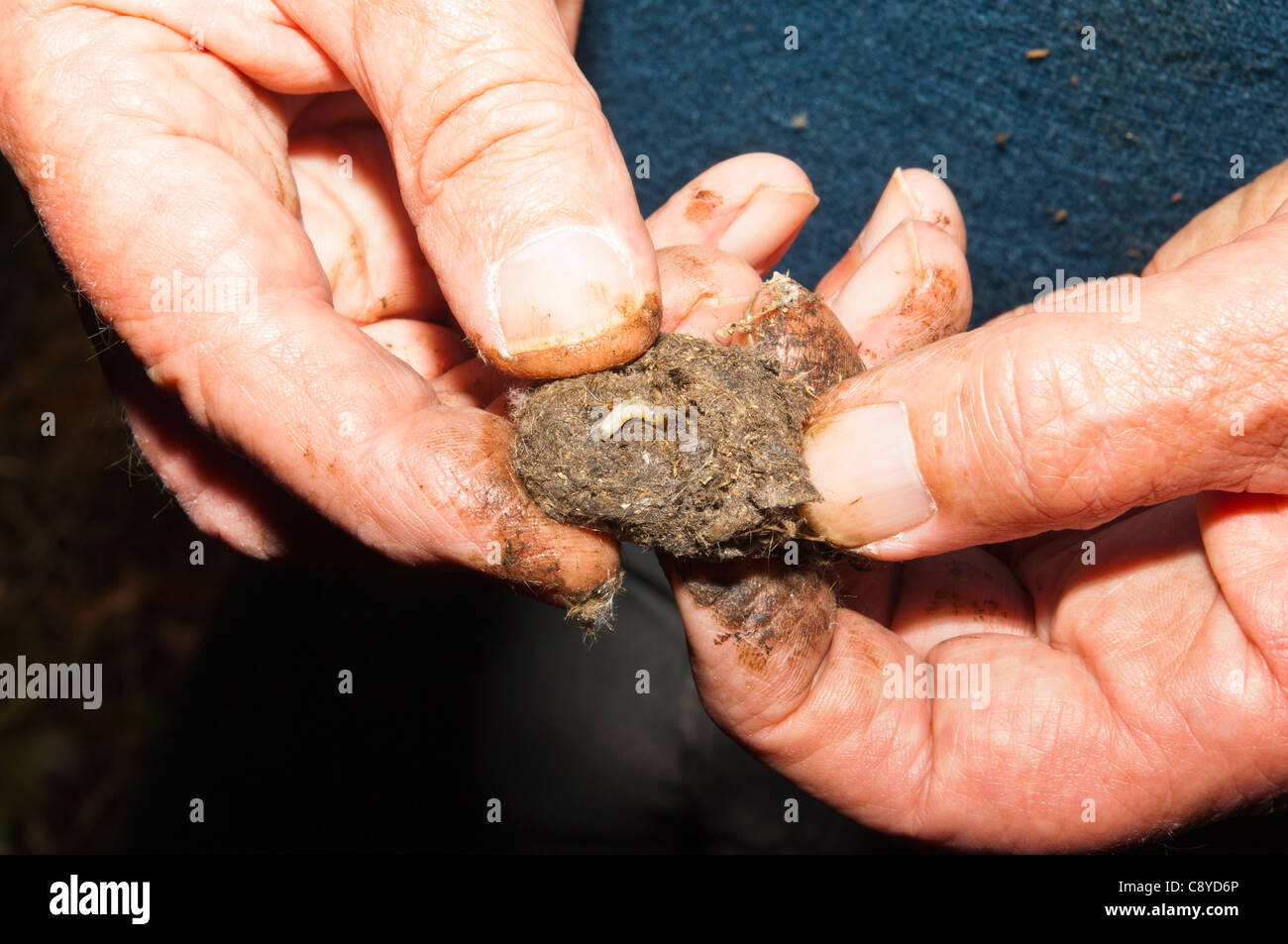 Un barbagianni pellet trovati in nestbox mostra il bruco del Monopis weaverella falena che si nutre di agglomerati in forma di pellets Foto Stock