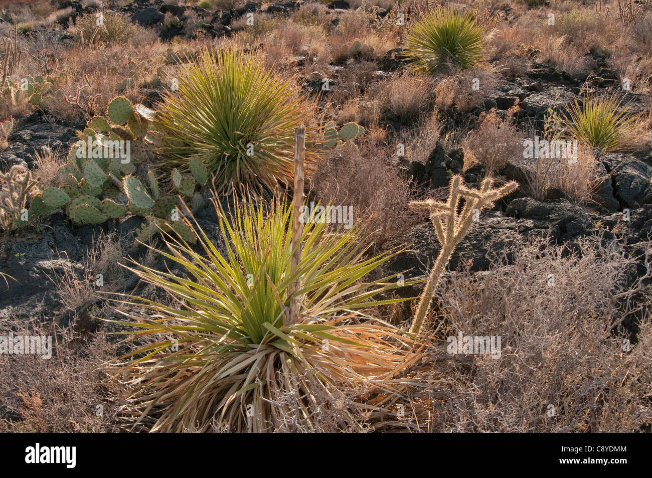 Sotol e cactus in campo lavico, Carrizozo Malpais flusso di lava a valle degli incendi, bacino Tularosa vicino Carrizozo, Nuovo Messico, STATI UNITI D'AMERICA Foto Stock