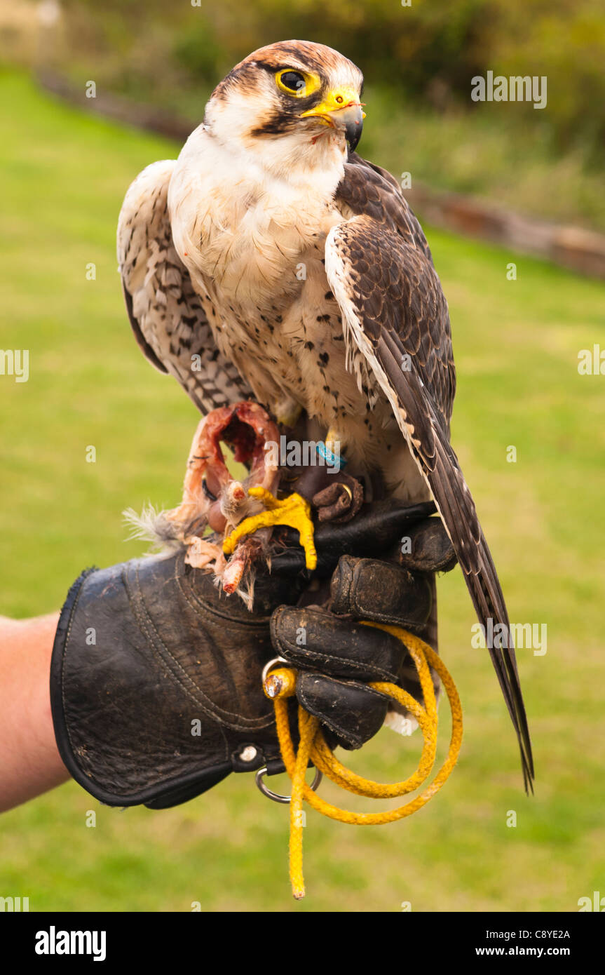 Un captive Lanner Falcon ( falco biarmicus ) rapace a Stonham fienili in Suffolk , Inghilterra , Inghilterra , Regno Unito Foto Stock