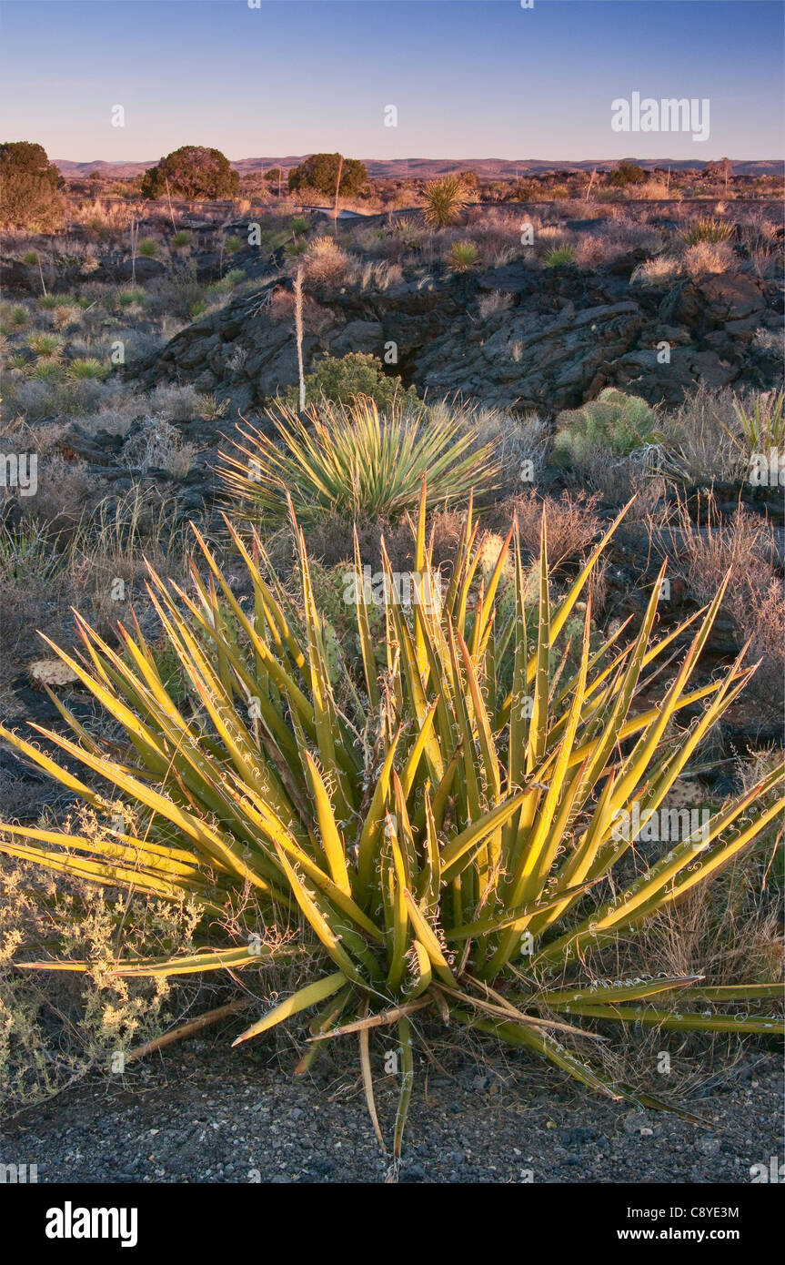 Yucca nel campo di lava, Carrizozo Malpais flusso di lava a valle degli incendi, bacino Tularosa vicino Carrizozo, Nuovo Messico, STATI UNITI D'AMERICA Foto Stock