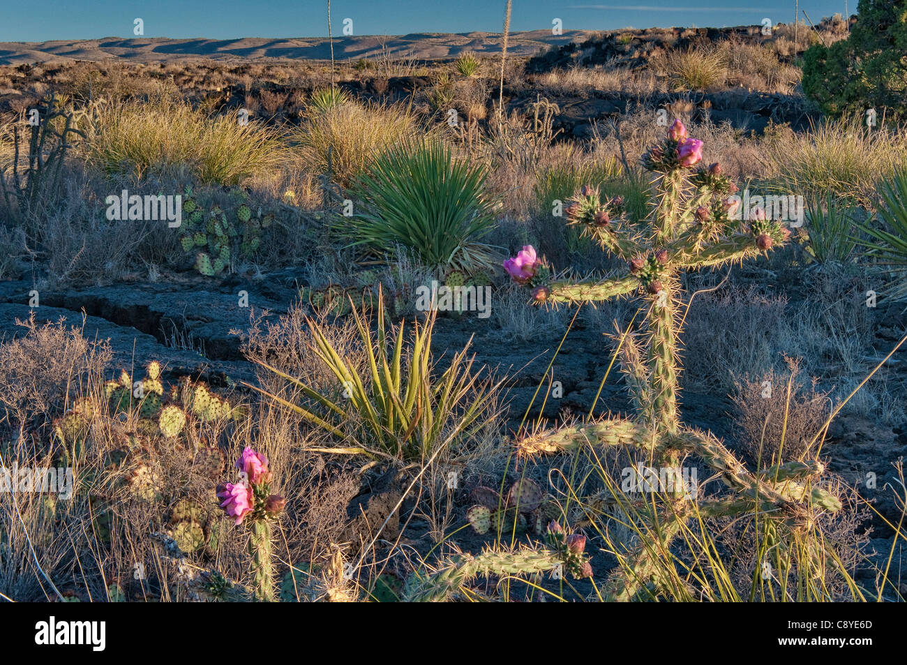 Cholla cactus in fiore campo di lava Carrizozo Malpais flusso di lava in Valle di incendi, bacino Tularosa vicino Carrizozo, Nuovo Messico, STATI UNITI D'AMERICA Foto Stock