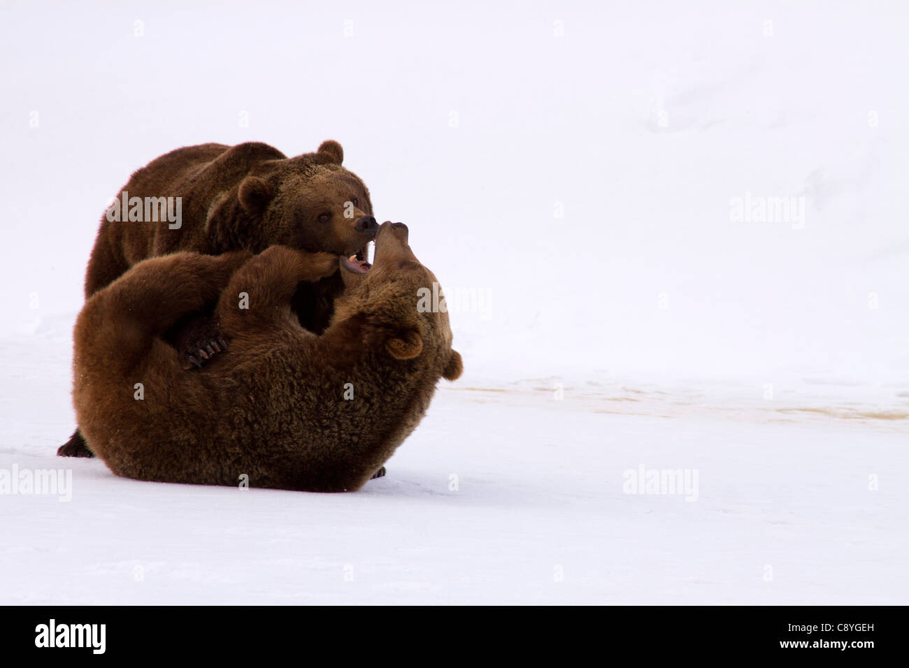 Gli orsi grizzly, Ursus arctos horribilis giocare combattimenti Foto Stock