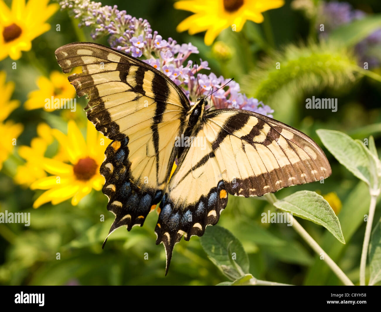 Orientale a coda di rondine di Tiger (Papilio glaucus) alimentazione sulla boccola a farfalla (Buddleia davidii) Foto Stock