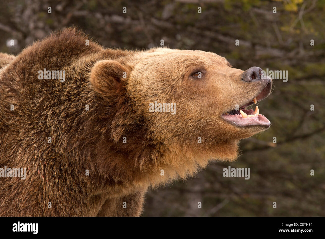 Orso grizzly, Ursus arctos horribilis sorrisi per la fotocamera Foto Stock