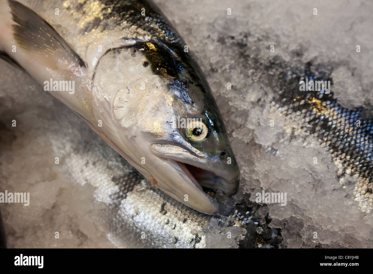 Selvatici freschi Salmone Argento a Granville Island Mercato Pubblico a Vancouver in Canada Foto Stock