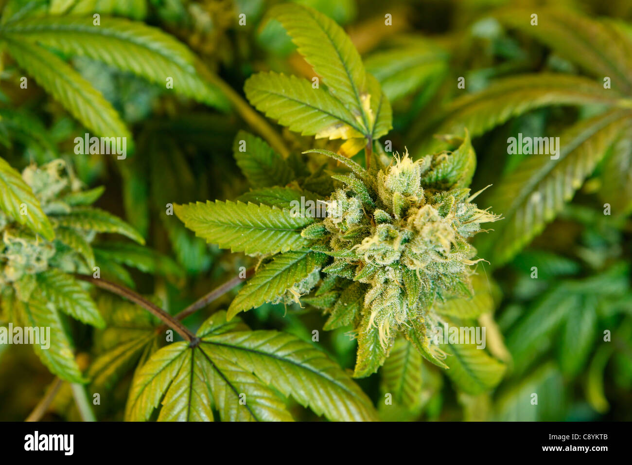 Medicinali marijuana crescere il funzionamento lab Foto Stock