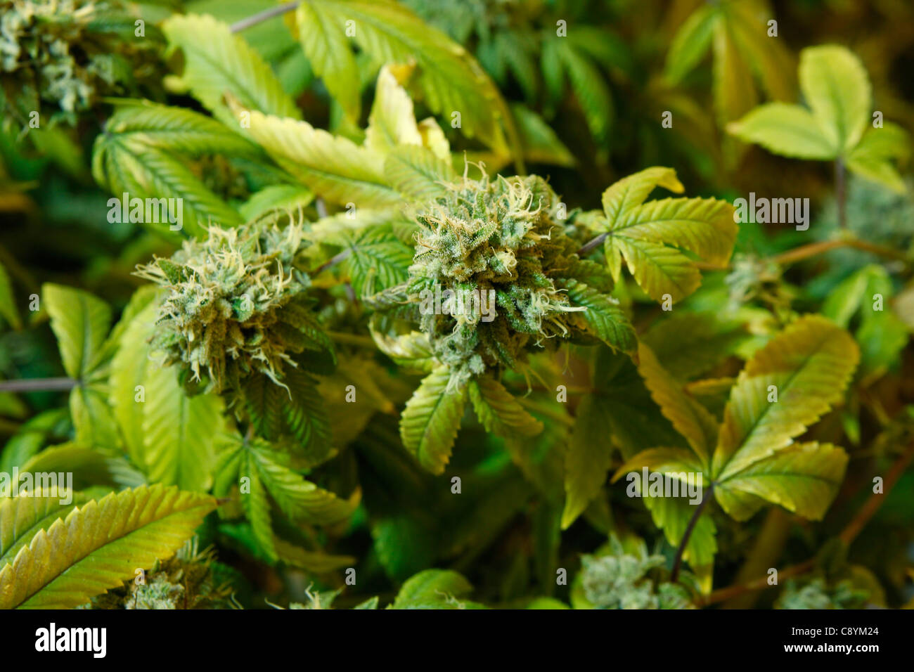 Medicinali marijuana crescere il funzionamento lab Foto Stock