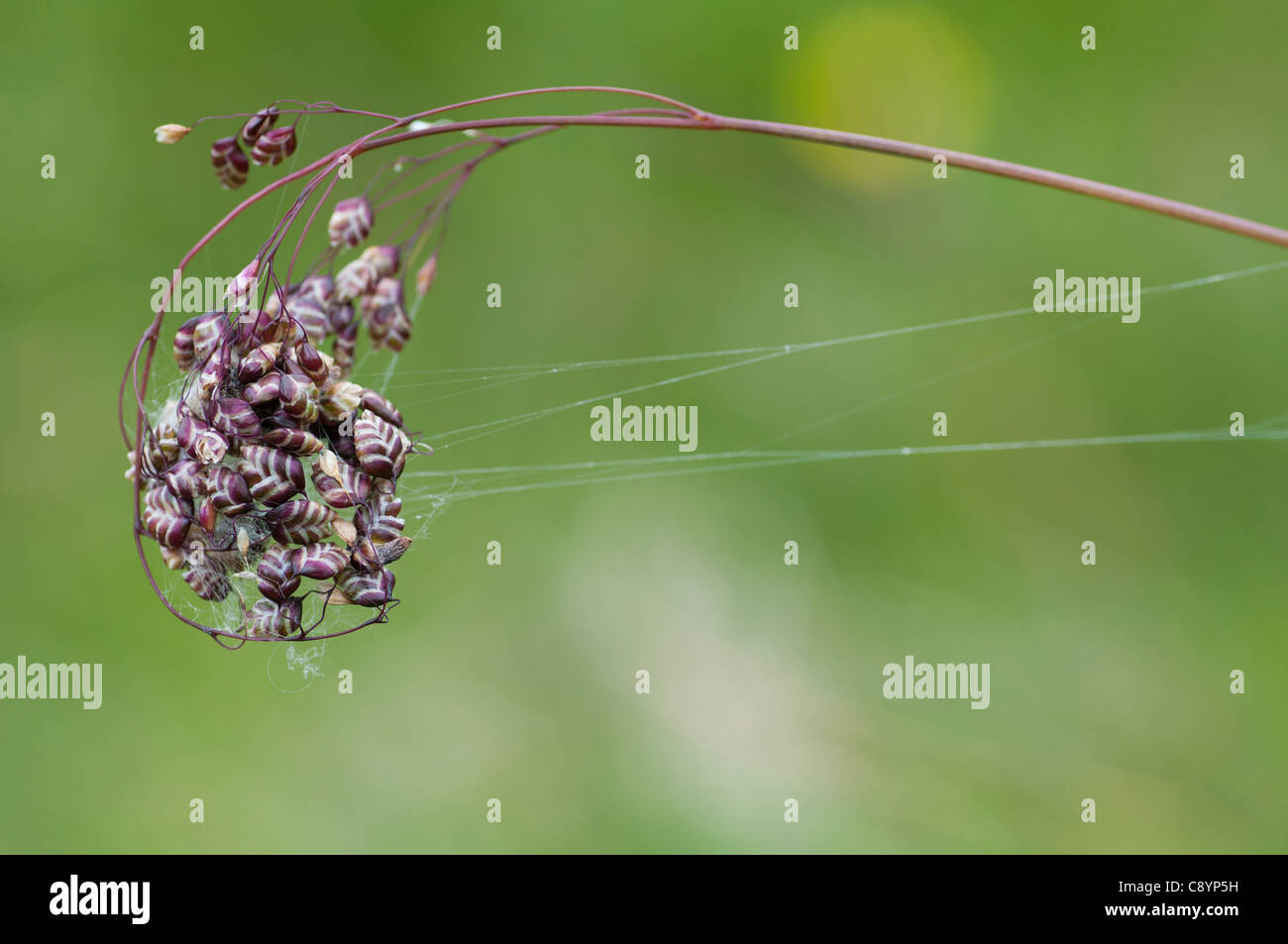 Vacilla erba (Briza media) avvolto a ricciolo con filo di seta Foto Stock