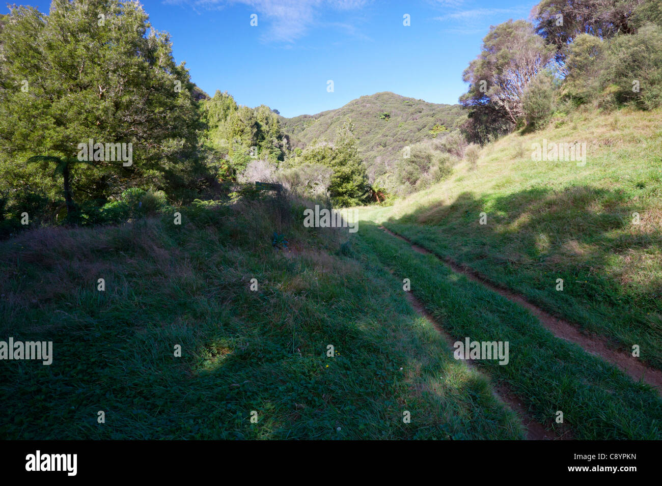 Le tracce in Whanganui National Park, North Island, Nuova Zelanda Foto Stock