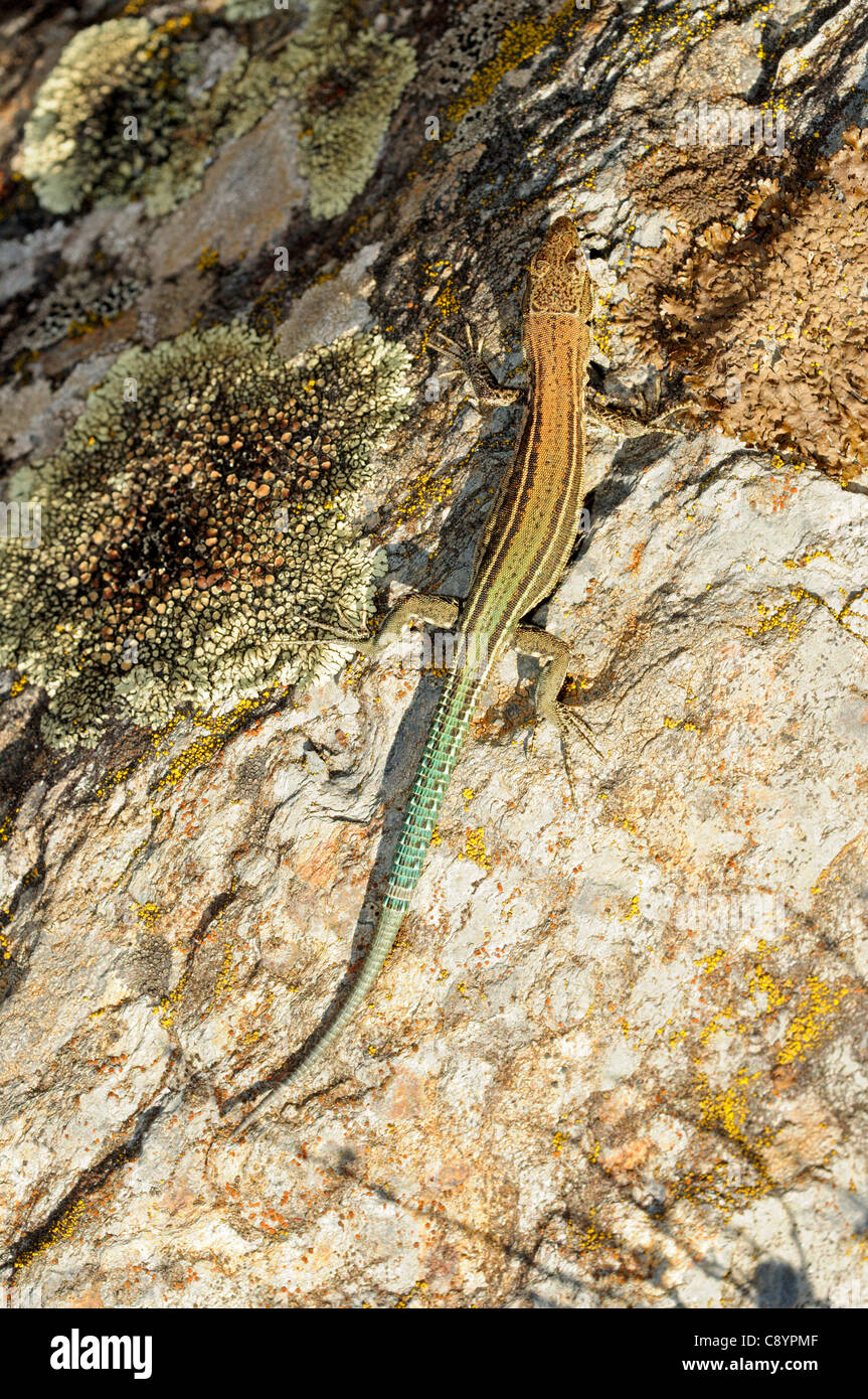 Iberica femmina lucertola muraiola (Podarcis hispanica) Foto Stock