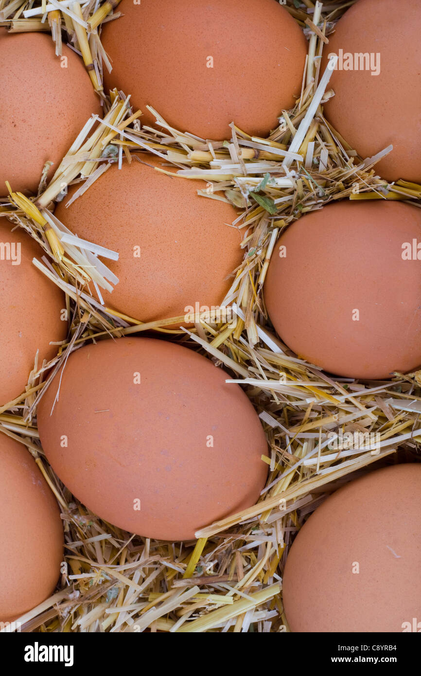 Riprese macro di uova di colore marrone a hay. Foto Stock