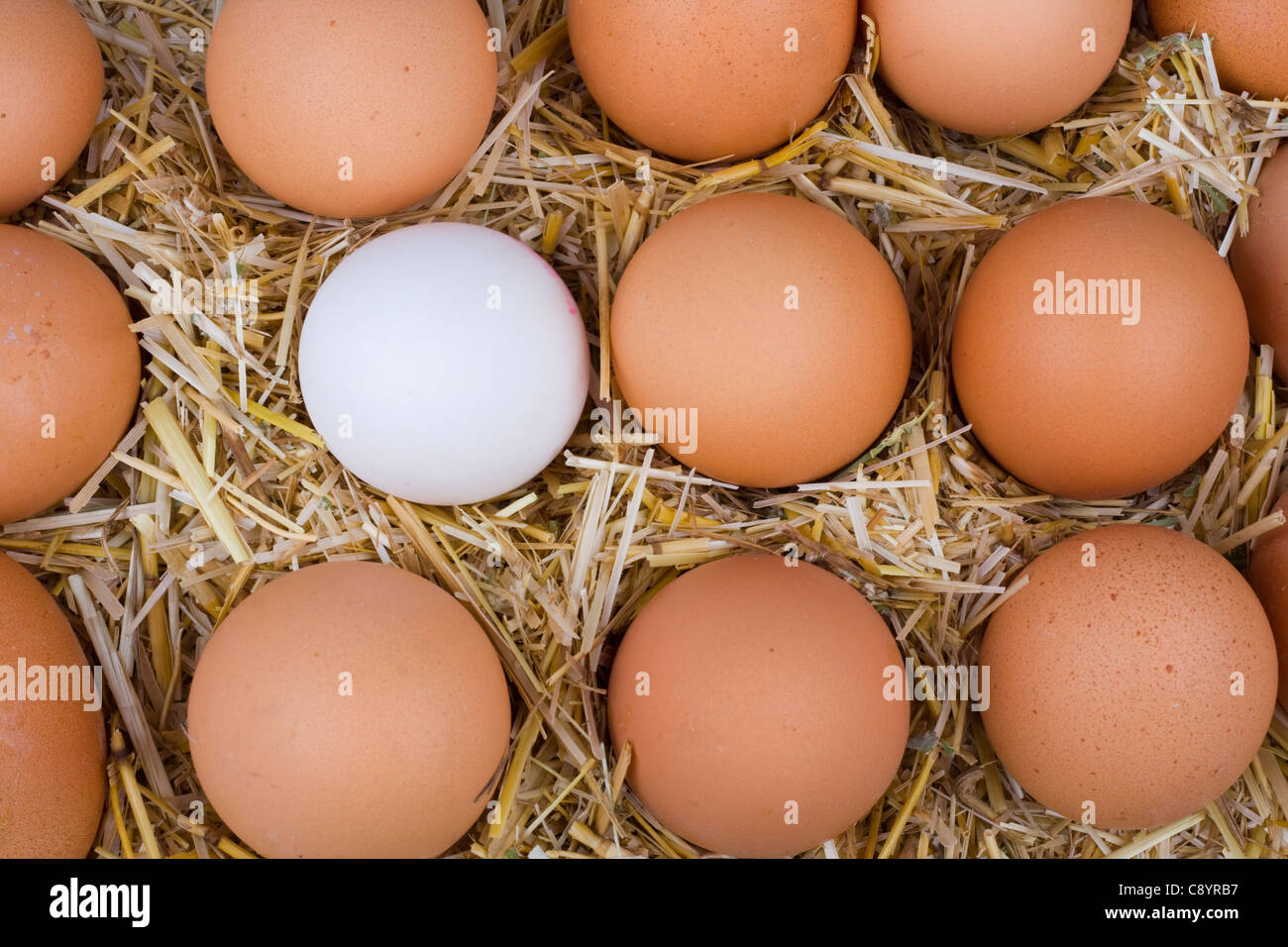 Riprese macro di uova di colore marrone a hay. Foto Stock