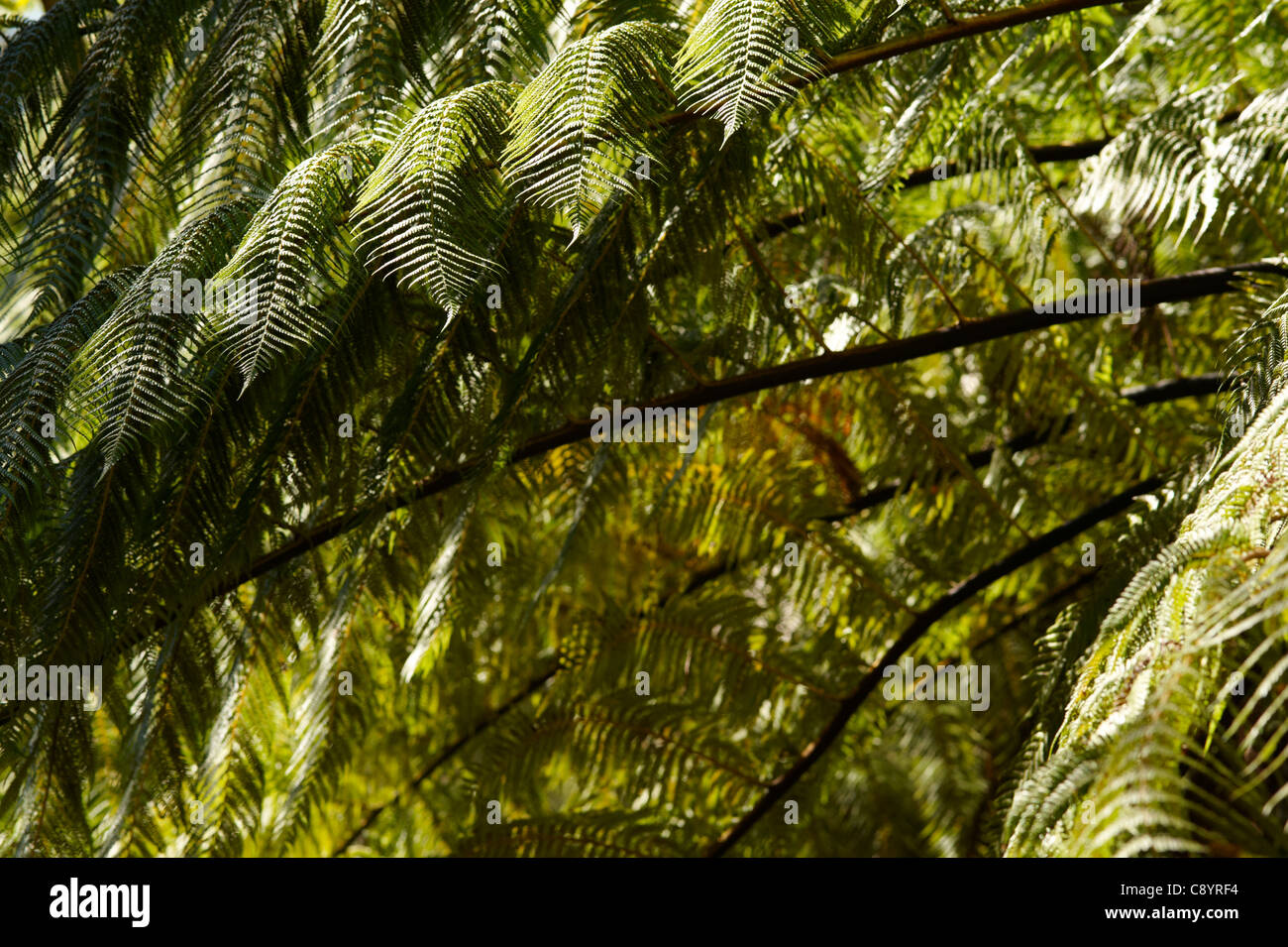 La felce, Abel Tasman, Nuova Zelanda Foto Stock