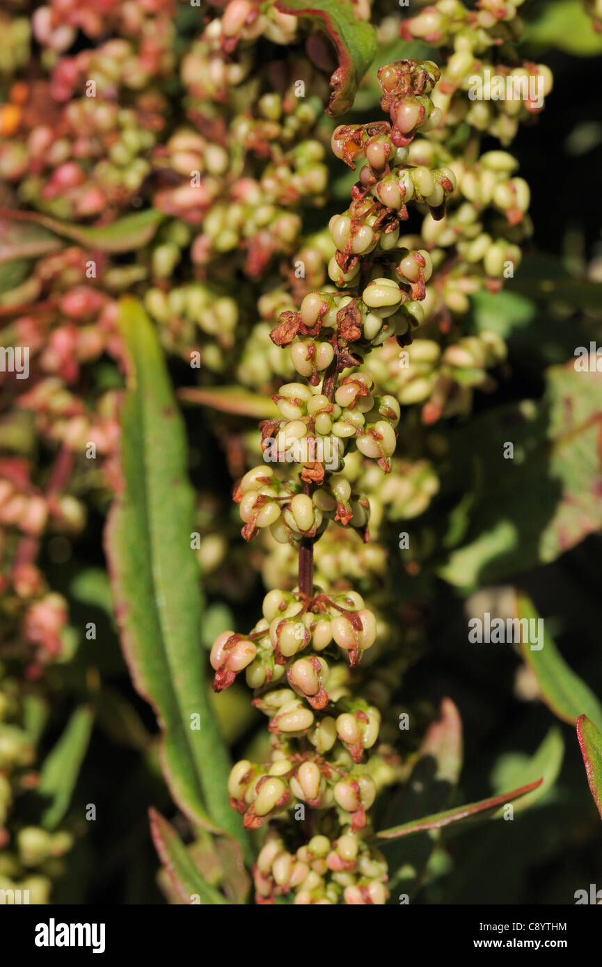 Shore Dock, rumex rupestris Foto Stock