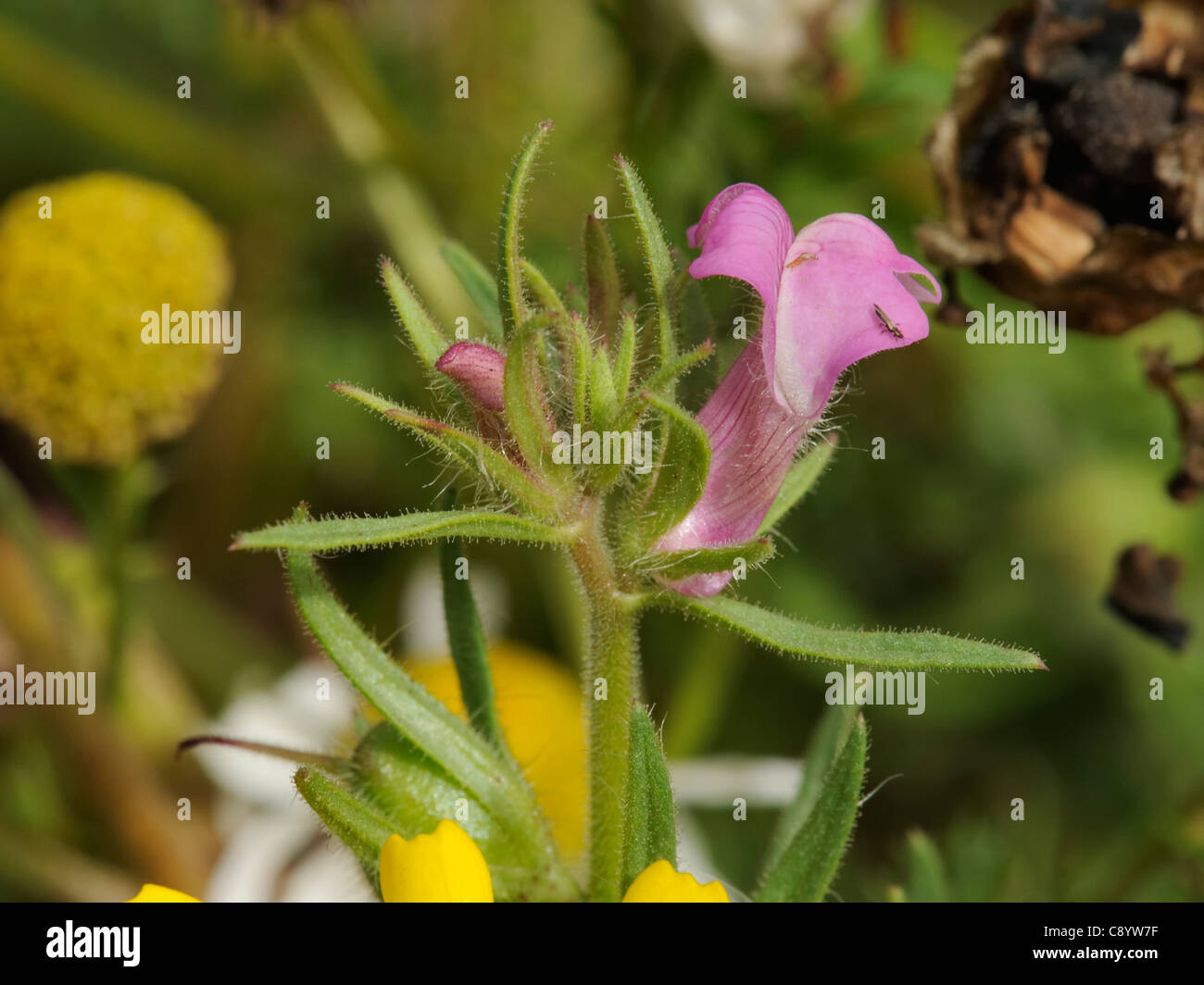 La donnola's-muso, misopates orontium Foto Stock