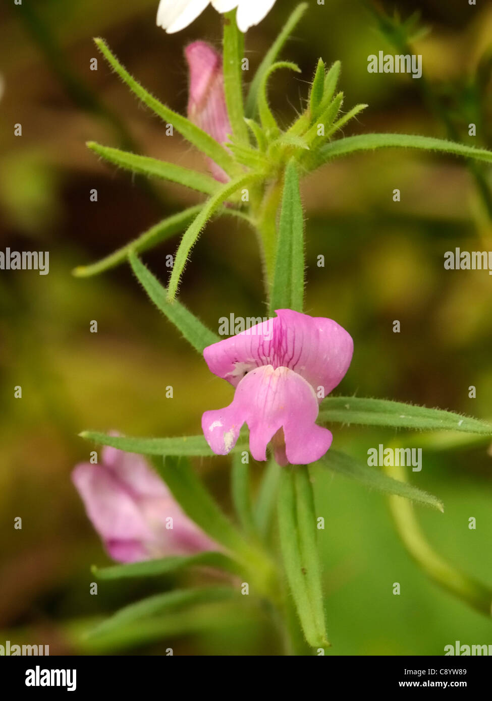 La donnola's-muso, misopates orontium Foto Stock