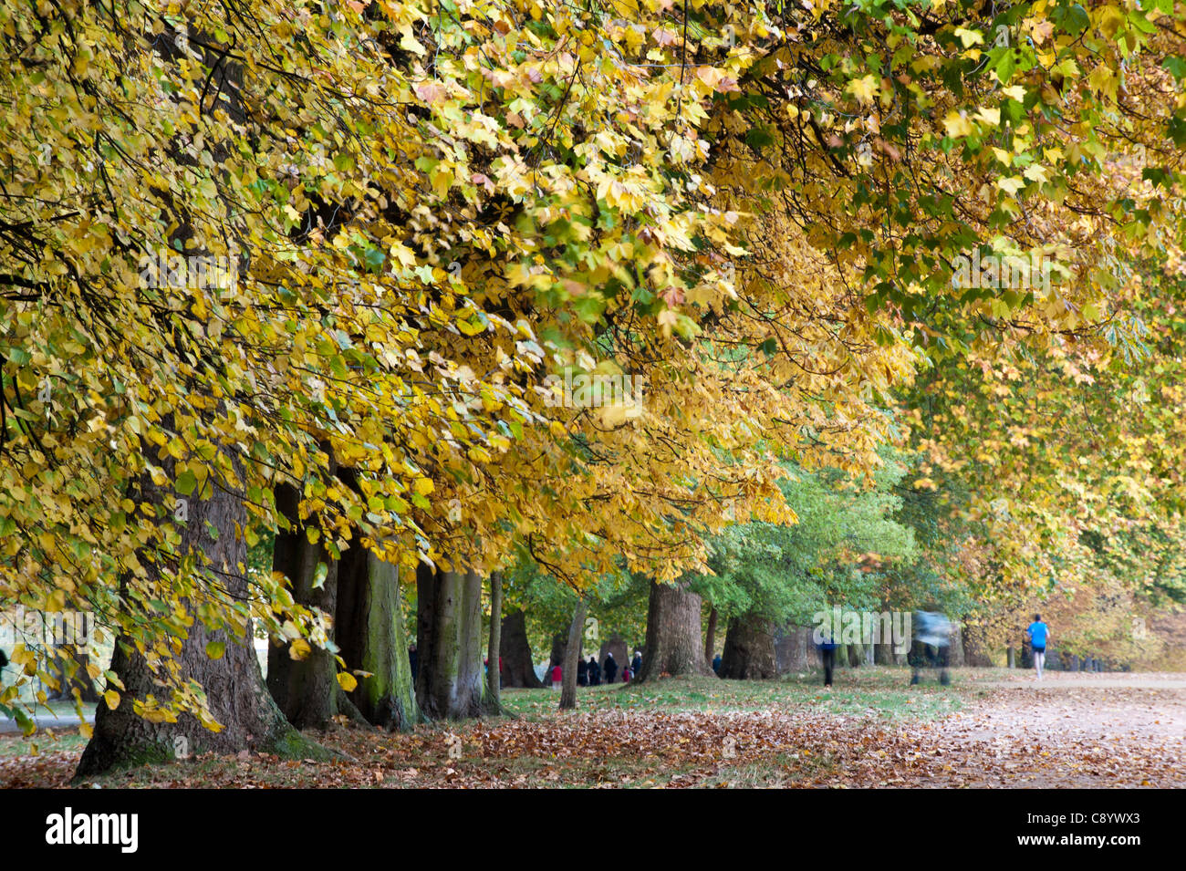 Hyde Park in autunno, London, Regno Unito Foto Stock