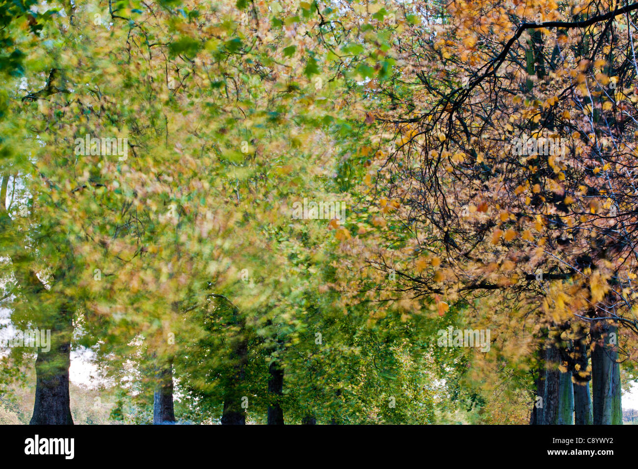 Hyde Park in autunno, London, Regno Unito Foto Stock